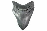 Serrated, Fossil Megalodon Tooth - South Carolina #153835-2